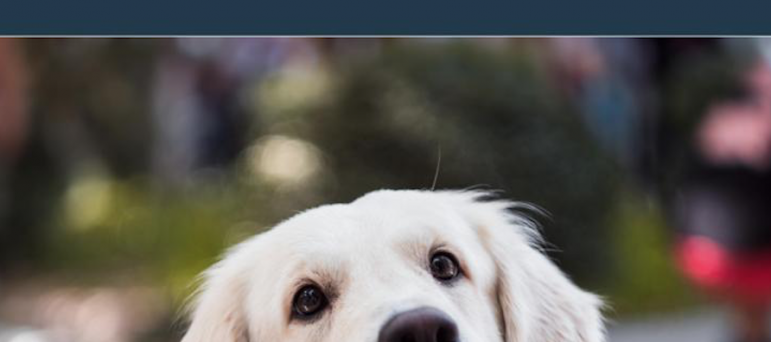 Sir David welcomes the Animal Welfare (Sentencing) Bill receiving Royal Assent